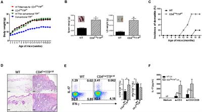 Tristetraprolin Regulates TH17 Cell Function and Ameliorates DSS-Induced Colitis in Mice